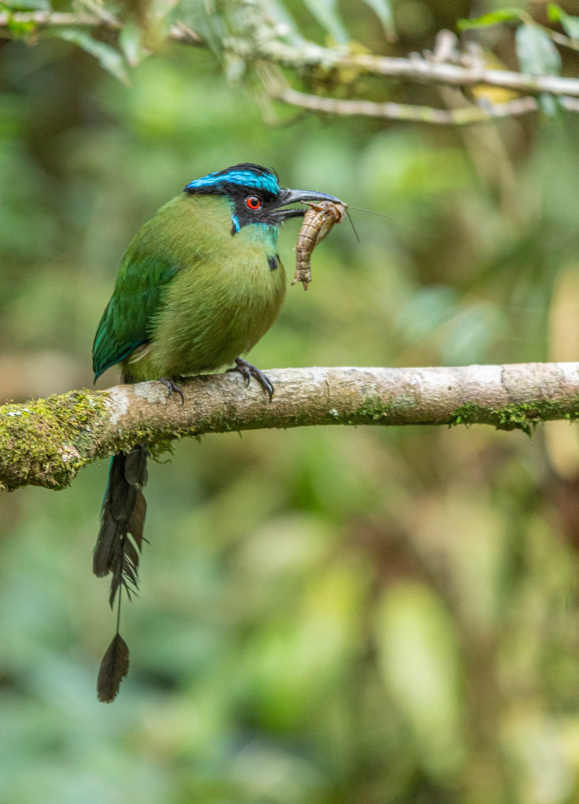 Birdwatching Manu National Park 8/7