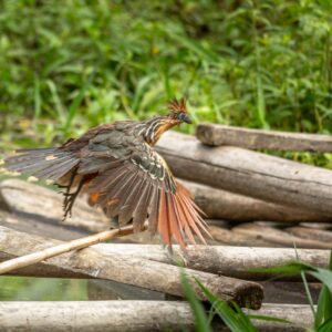 Birding Manu National Park 6/5